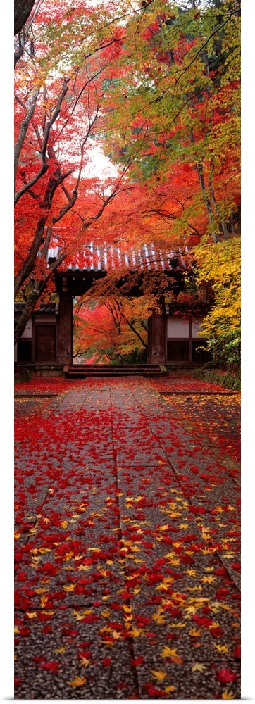 A vertical panoramic piece of a Japanese temple with red and yellow leaves covering the ground leading up to it.