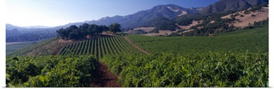 Kunde Estate Winery Sonoma County CA