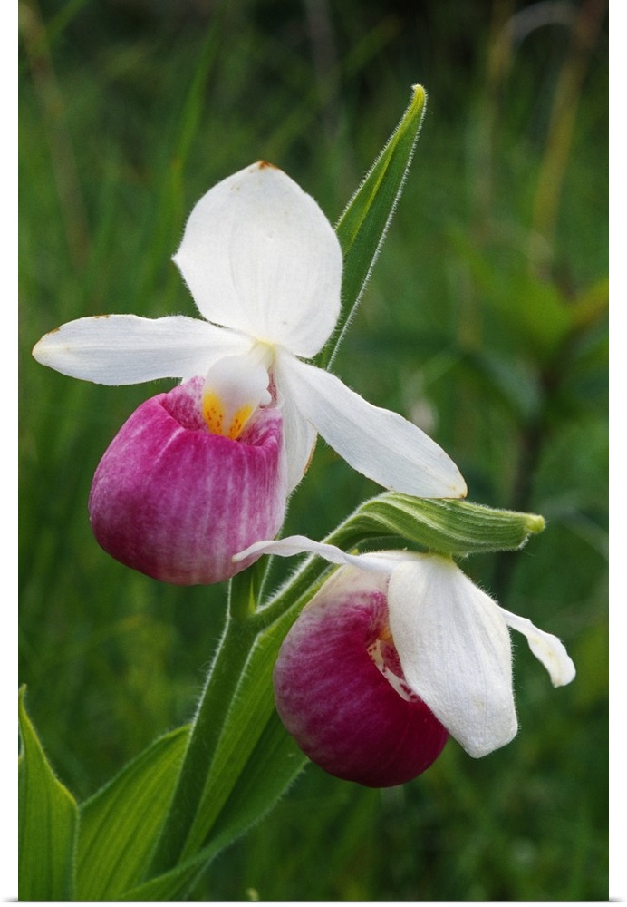 Close up photograph of two Lady Slipper orchids in bloom in Michigan.