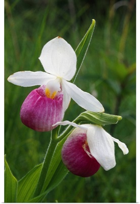 Lady slipper orchids (Cypripedium calceolus), Michigan