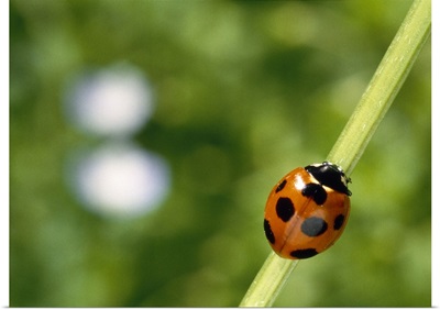Ladybug on a stem