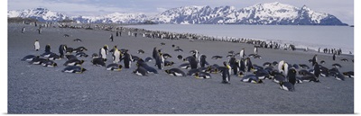 Large group of King penguins at the coast with snow capped mountains in the background, Salisbury Plain, South Georgia, Antarctica (Aptenodytes Patagonicus)