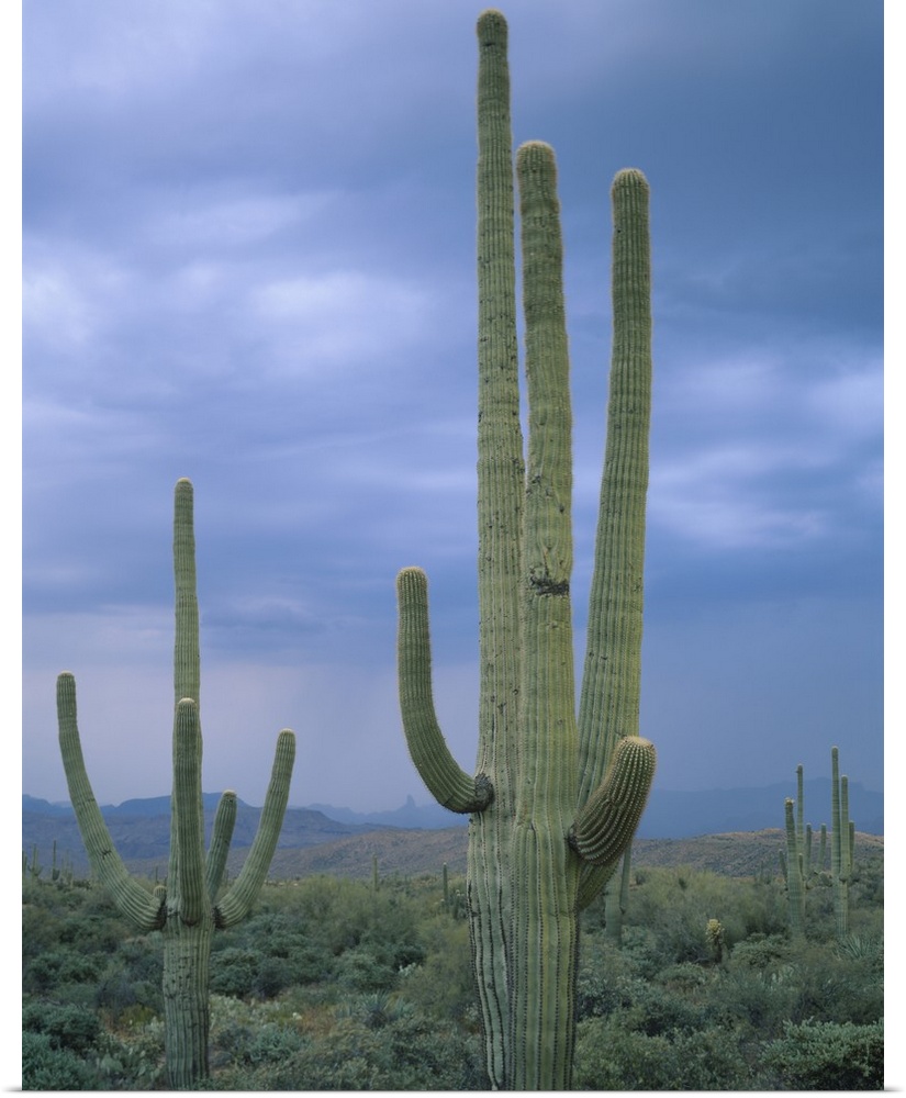 Large Saguaro Cactus in the Sonoran Desert, Tonto National Forest, Arizona