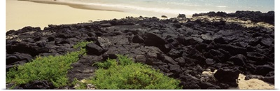 Lava rocks at a coast, Floreana Island, Galapagos Islands, Ecuador
