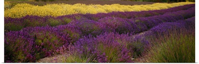 Lavender and Yellow Flower fields, Sequim, Washington