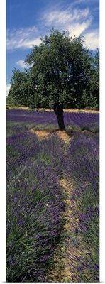 Lavender crop in a field, Provence, Provence Alpes Cote dAzur, France