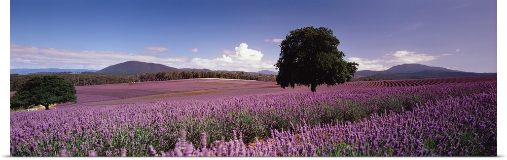 Big panoramic photo on canvas of a field of flowers with a tree in the middle of it and rolling hills in the distance.