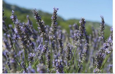 Lavender field, Abbaye De Senanque, Provence Alpes Cote dAzur, France