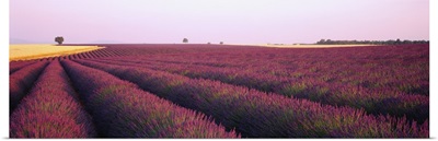 Lavender Field France