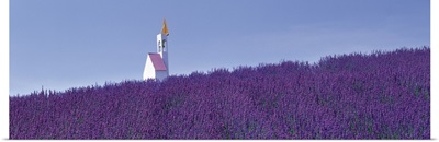 Lavender Field Hokkaido Japan