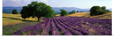 Lavender Field La Drome Provence France