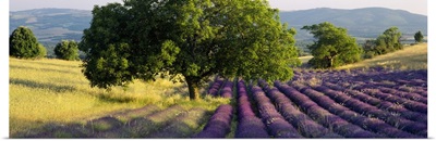 Lavender flowers in a field, Drome, Provence, France