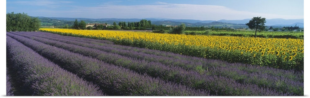Lavender & sunflower field Provence France