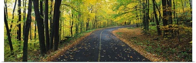 Leaf Strewn Road