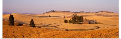 Lentil Field Palouse Country Spokane County WA