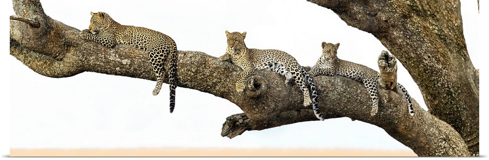 Leopard (Panthera pardus) family sitting on a tree, Serengeti National Park, Tanzania