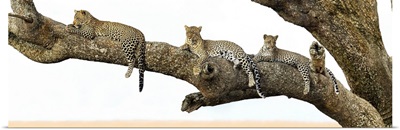 Leopard family sitting on a tree, Serengeti National Park, Tanzania