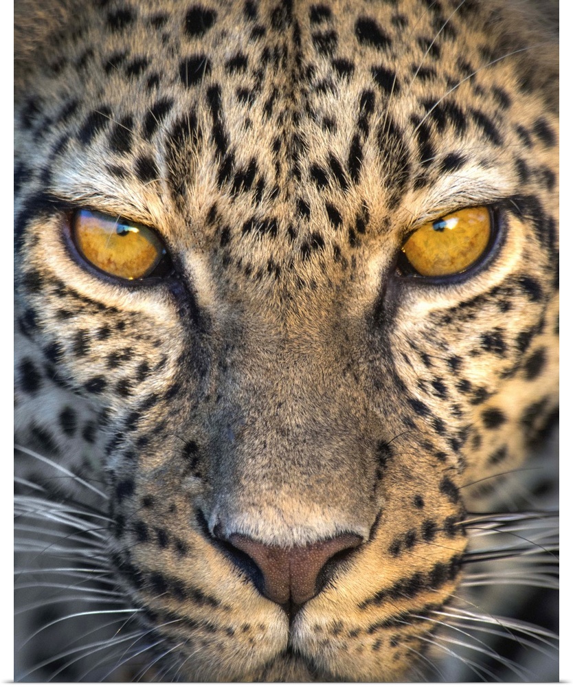 Leopard (Panthera pardus), Ndutu, Ngorongoro Conservation Area, Tanzania
