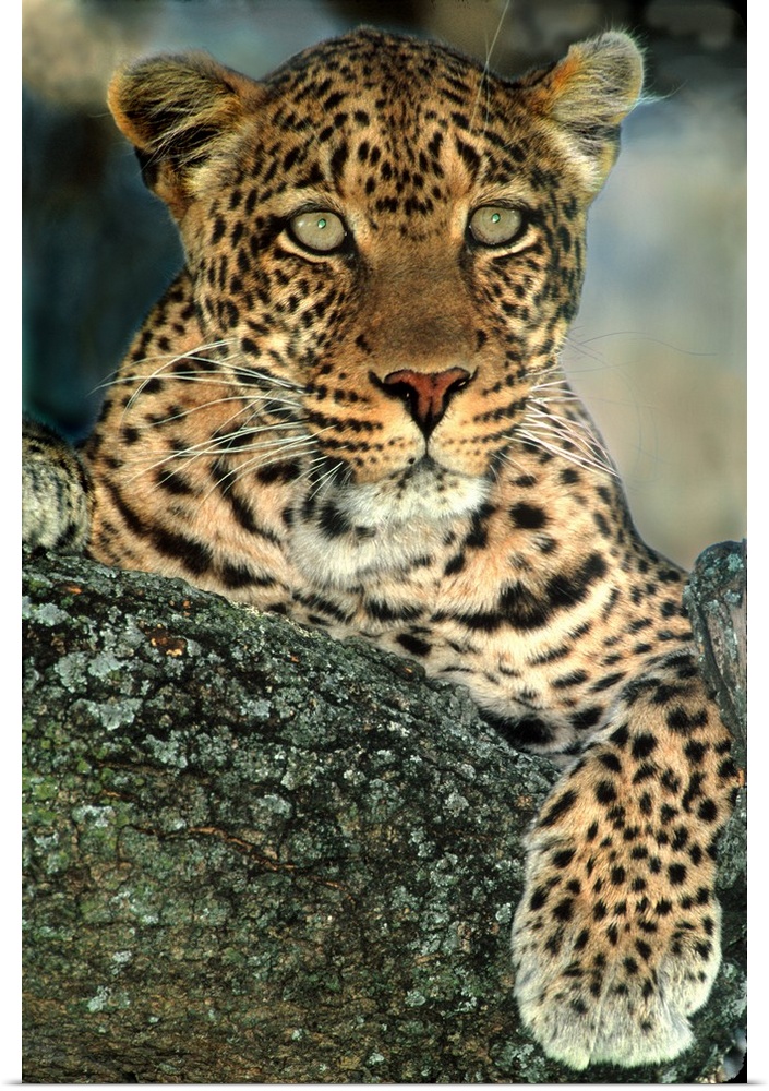 Portrait of a female leopard laying on a lichen-covered tree trunk, staring intensely off into the distance.