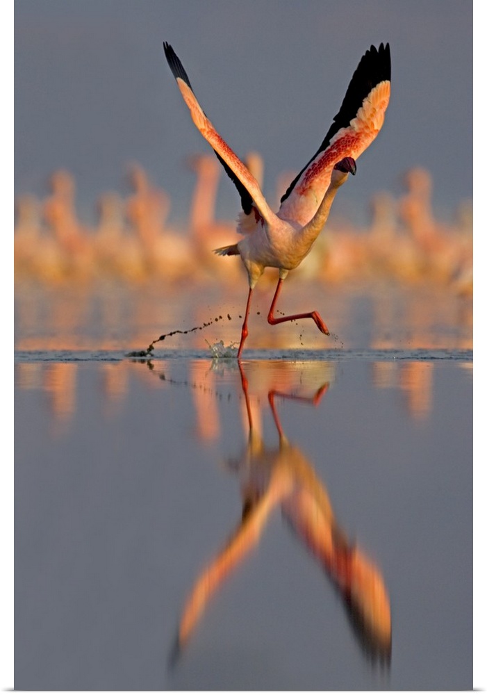 Lesser Flamingo (Phoenicopterus Minor) preparing to take off in flight, Lake Nakuru, Kenya