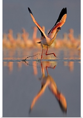 Lesser Flamingo (Phoenicopterus Minor) preparing to take off in flight, Lake Nakuru, Kenya