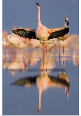 Lesser flamingo wading in water, Lake Nakuru, Kenya (Phoenicopterus minor)