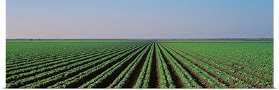 Lettuce field San Joaquin Valley Fresno CA