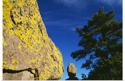 Lichen-covered boulder, pine tree, blue sky, Chiricahua, New Mexico