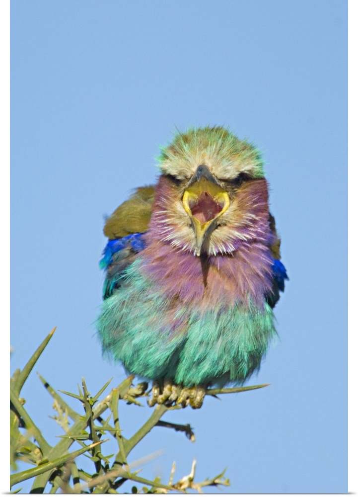 This is a vertical, nature photograph of a small multi-hued bird in the middle of vocalizing.