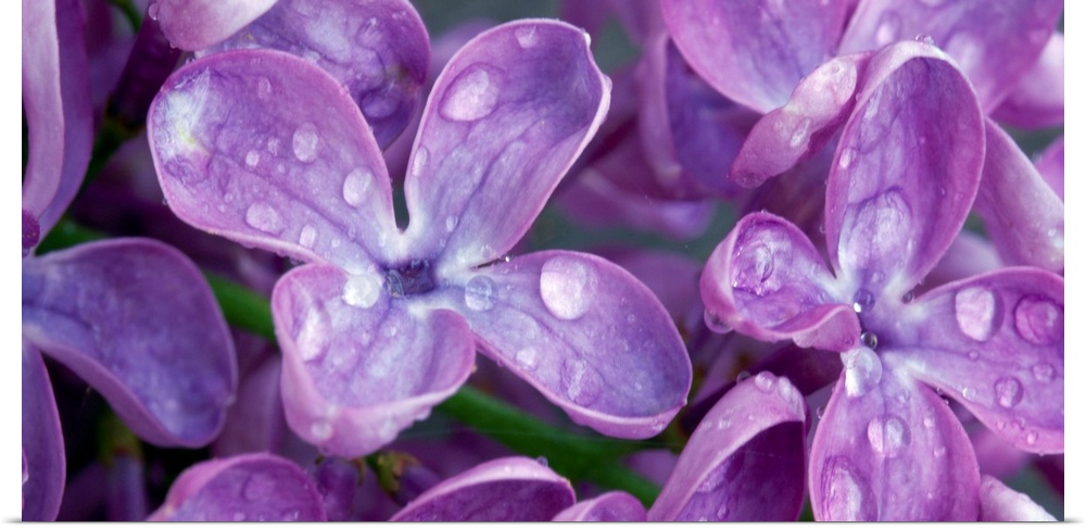 Oversized, landscape, close up photograph of purple lilacs covered with dew drops.