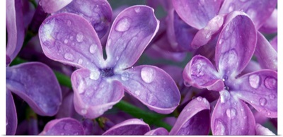 Lilacs CA