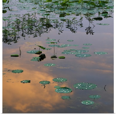 Lily pads on Loakfoma Lake, sky reflection, Noxubee National Wildlife Refuge, Mississippi