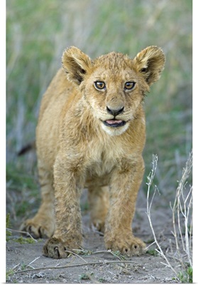 Lion cub standing in a forest, Ngorongoro Conservation Area, Arusha Region, Tanzania (Panthera leo)
