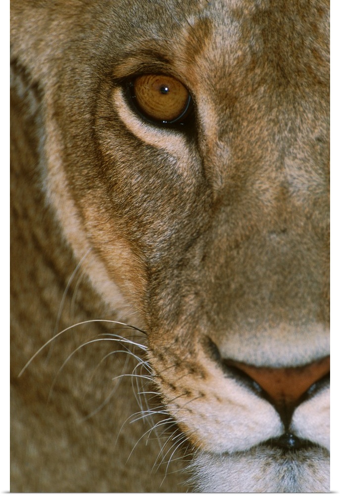 A female lion's face showing her nose, mouth, eye, and whiskers. She is staring intensely, giving the impression of being ...