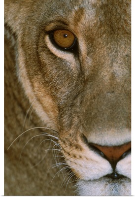 Lioness Close-Up Tanzania Africa