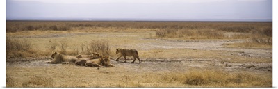 Lions resting in a forest, Ngorongoro Crater, Ngorongoro Conservation Area, Tanzania