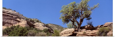 Lone Pinyon Pine Colorado National Monument CO