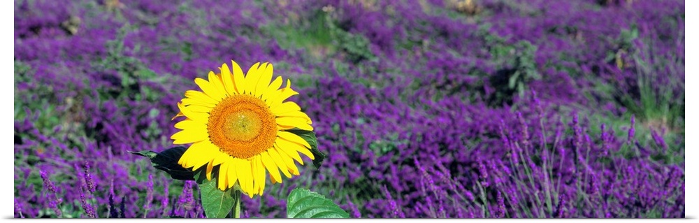 Panoramic photo on canvas of a sunflower amongst a field of lavender flowers.