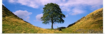 Lone Tree Hadrian's Wall (Sycamore Gap ) Northumberland England