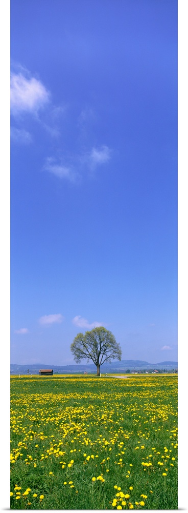 Lone Tree in a Meadow Schwangau Germany