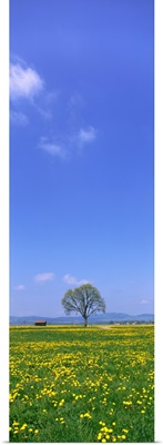 Lone Tree in a Meadow Schwangau Germany