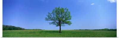 Lone Tree in Pasture near Dijon France