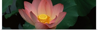Lotus blooming in a pond