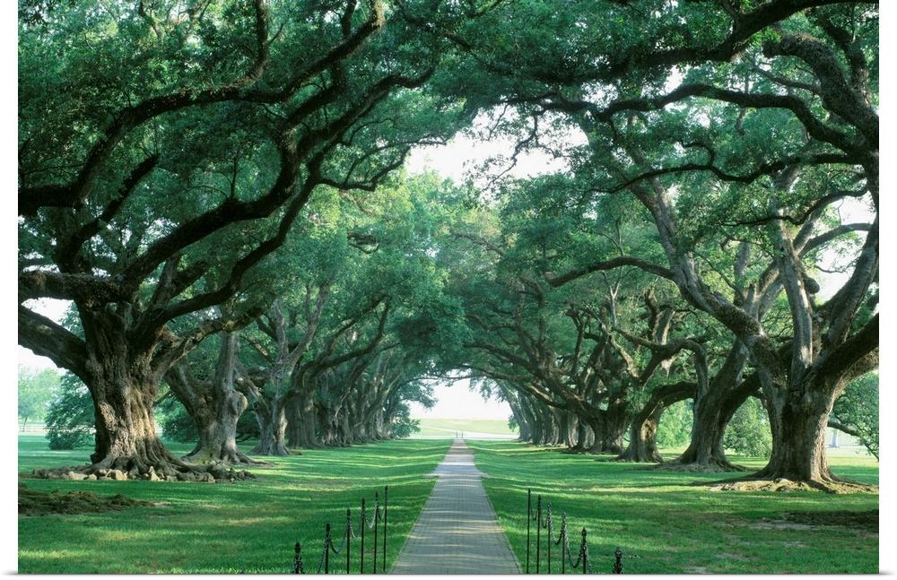 USA, Louisiana, New Orleans, brick path through alley of oak trees