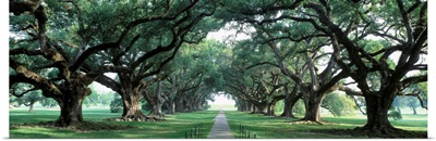 Louisiana, New Orleans, brick path through alley of oak trees