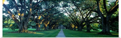 Louisiana, New Orleans, plantation home through alley of oak trees, sunset