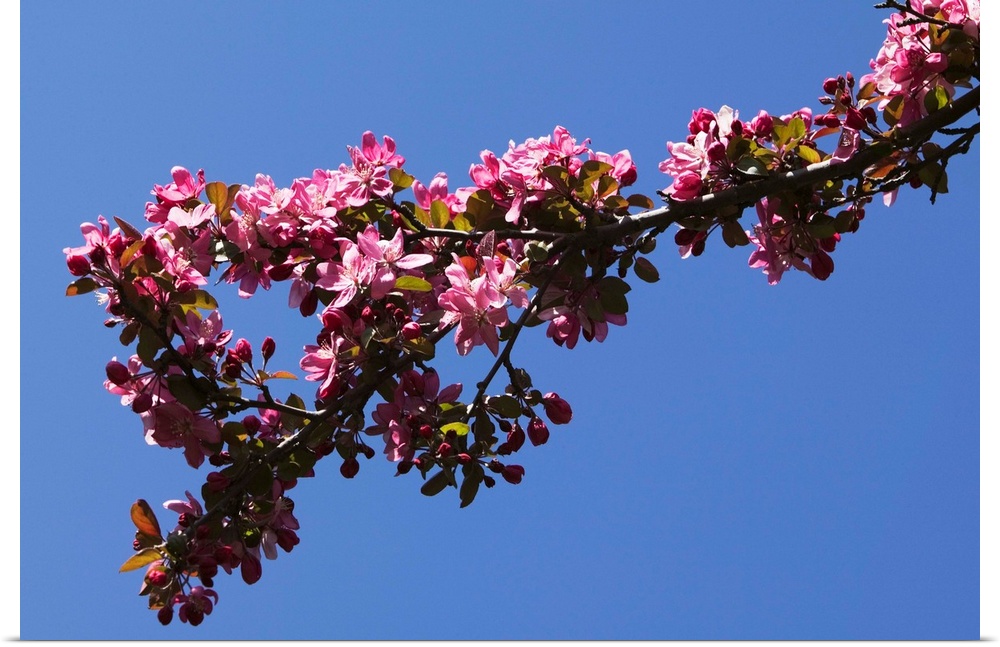 Low angle view flowering tree branch, blue sky, North Carolina