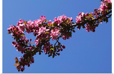 Low angle view flowering tree branch, blue sky, North Carolina