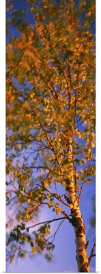 Low angle view of a birch tree, Joutseno, Southern Finland, South Karelia, Finland