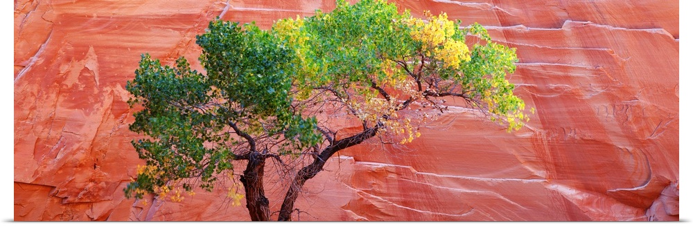 Big panoramic photo on canvas of a tree contrasted in front of a large red rock formation.